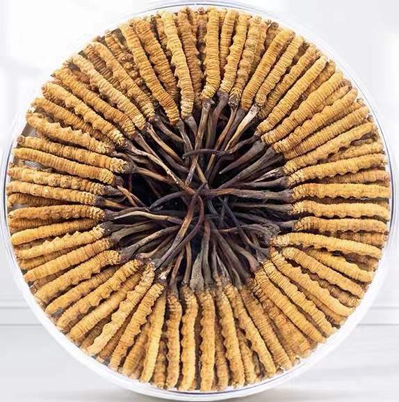 南充冬虫夏草回收